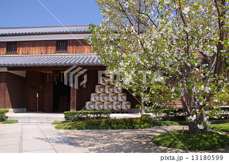 沢の鶴資料館の満開の大島桜「兵庫県指定重要有形民俗文化財」「近代化産業遺産」 13180599