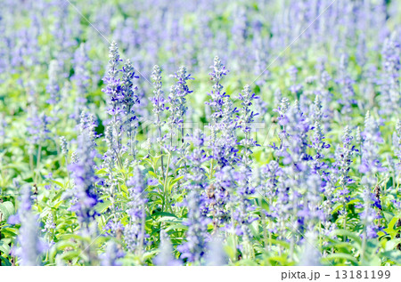 Mealy Cap Sage or Blue Salvia (Salvia farinacea Benth.) Flowers Field Background. 13181199