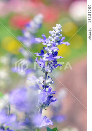 Mealy Cap Sage or Blue Salvia (Salvia farinacea Benth.) Flowers Field Background. Mealy Cap Sage or Blue Salvia (Salvia farinacea Benth.) Flowers Field Background. 13181200