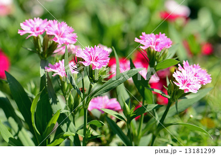 Pink Dianthus (Dianthus chinensis) on Natural Background. 13181299