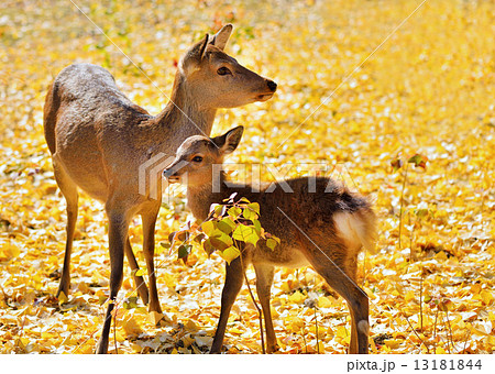 鹿の親子 奈良の写真素材