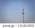 スカイツリーとカモメ 13181850