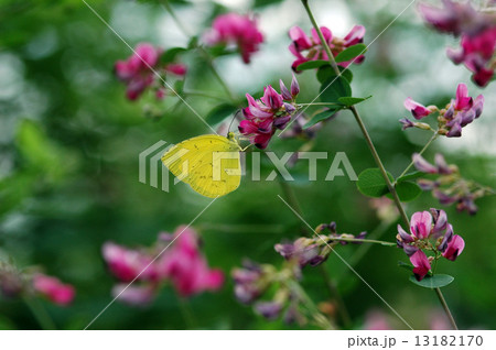 キチョウ 13182170