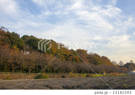 夕陽の見沼 13182203