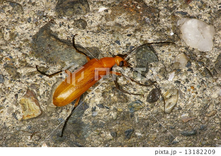 キイロゲンセイ 13182209