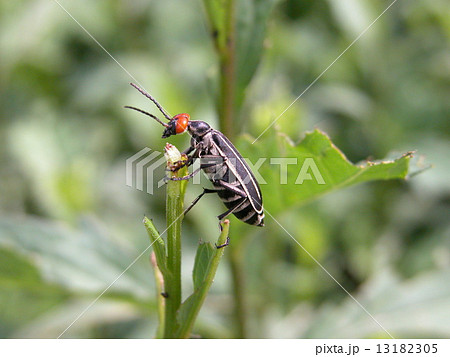 マメハンミョウ 13182305