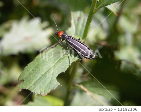 マメハンミョウ 13182306