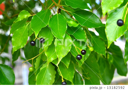 クスノキ実 13182592