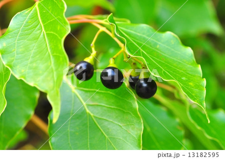 クスノキ実 クスノキ実 13182595