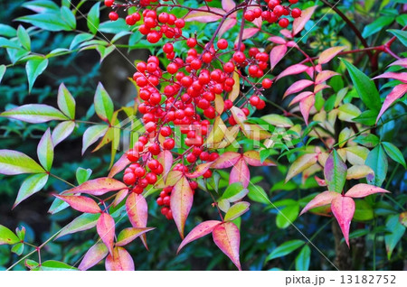 ナンテン実 13182752