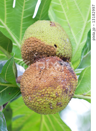 Rotten breadfruit. Rotten breadfruit. 13182997
