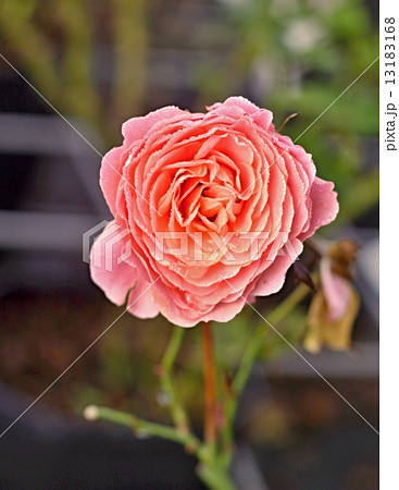 Rose with raindrops 13183168