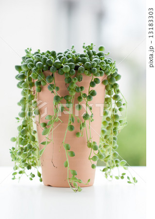 グリーンネックレス グリーンネックレス 13183303