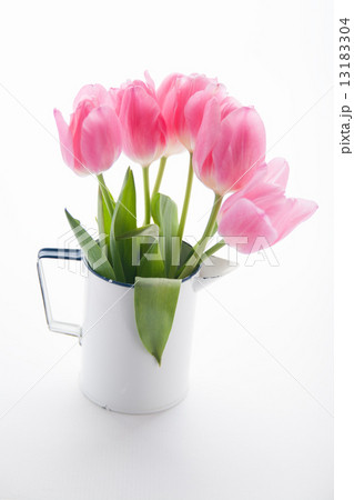 チューリップ チューリップ 13183304