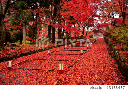 毘沙門堂の紅葉参道 13183487