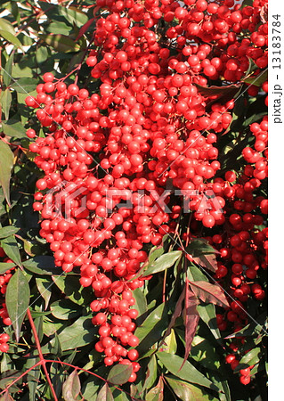南天の実 南天の実 13183784