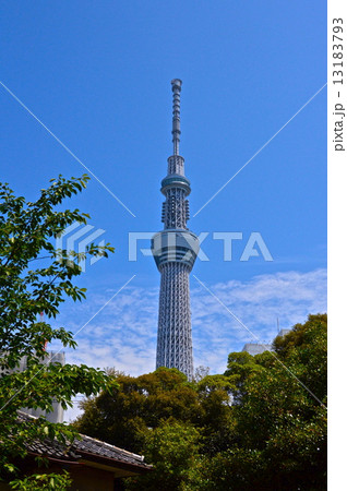 隅田公園から眺めた「スカイツリー」(東京都墨田区) 隅田公園から眺めた「スカイツリー」(東京都墨田区) 13183793