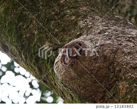 ムササビ 13183802