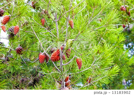 Pine branch with cones.Barcelona 13183902