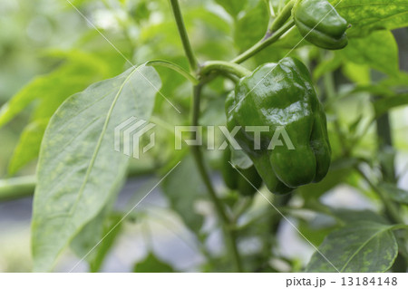 夏野菜 ピーマン 夏野菜 ピーマン 13184148