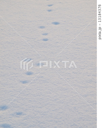 雪面のあしあと　　長野県霧ヶ峰高原 13184376