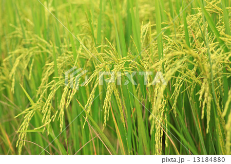 Rice Farm Rice Farm 13184880