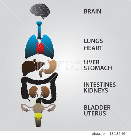 color internal human body organs eps10 color internal human body organs eps10 13185464
