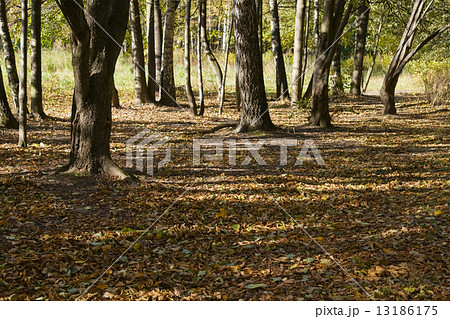 Autumn park Autumn park 13186175