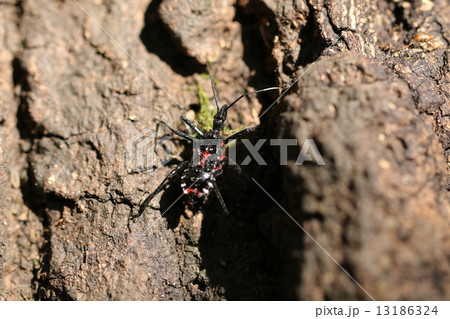 ヨコヅナサシガメ　　終齢幼虫 13186324