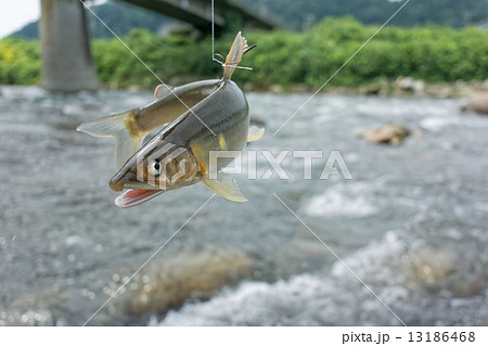 鮎の友釣りの写真素材