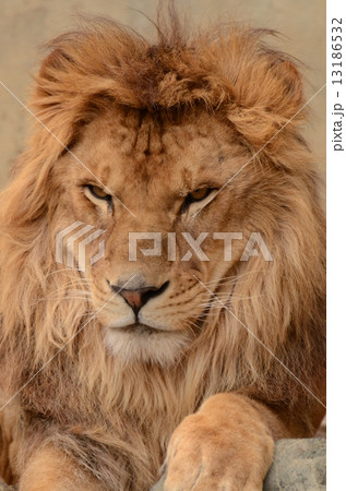 オスライオン オスライオン 13186532