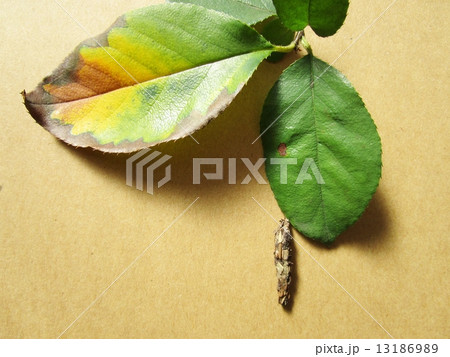 かりんの葉とみの虫 13186989