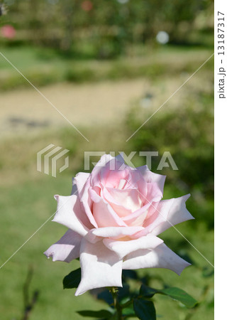 アンレッド 13187317