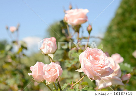 ハイネス 雅 ハイネス 雅 13187319