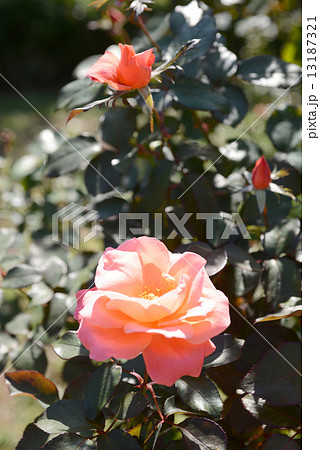 カトリーヌ・ドヌーブ カトリーヌ・ドヌーブ 13187321