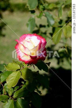 ダブル・デライト 13187363