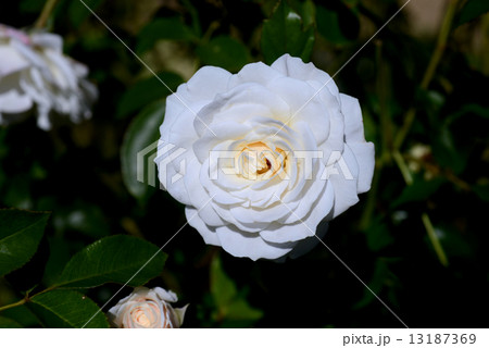 ファビュラス 13187369