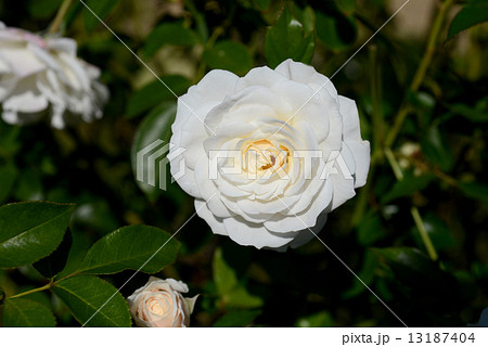 ファビュラス 13187404