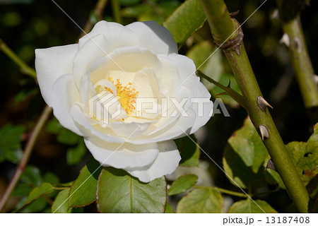 ホワイトクリスマス ホワイトクリスマス 13187408