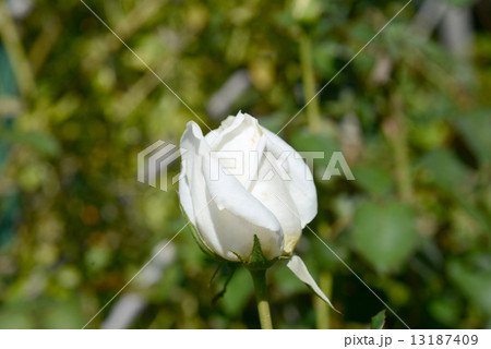 ホワイトクリスマス ホワイトクリスマス 13187409