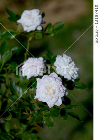 ホワイトジェム ホワイトジェム 13187410