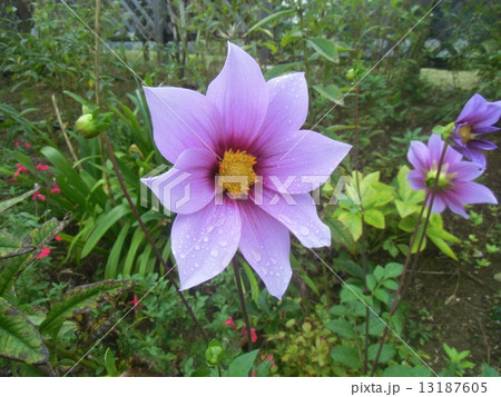 コウテイダリアを小さくしたガッツァリアの花 コウテイダリアを小さくしたガッツァリアの花 13187605