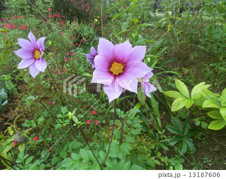 コウテイダリアを小さくしたガッツァリアの花 コウテイダリアを小さくしたガッツァリアの花 13187606