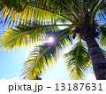 見上げると太陽が眩しいという喜び 13187631
