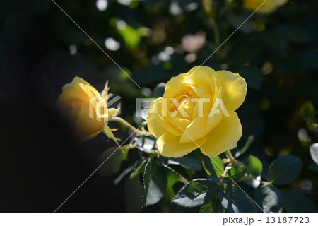 伊豆の踊子 伊豆の踊子 13187723