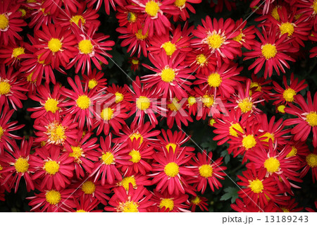 菊の花 菊の花 13189243