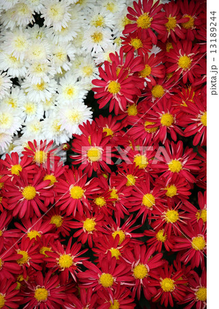 菊の花 菊の花 13189244