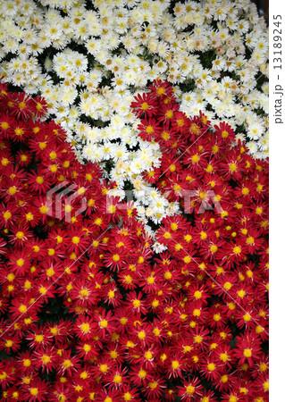 菊の花 菊の花 13189245