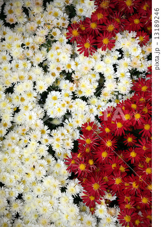 菊の花 菊の花 13189246