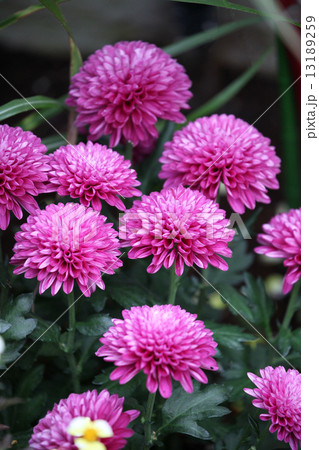 菊の花 菊の花 13189259